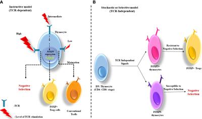 The Therapeutic Potential of Regulatory T Cells: Challenges and Opportunities